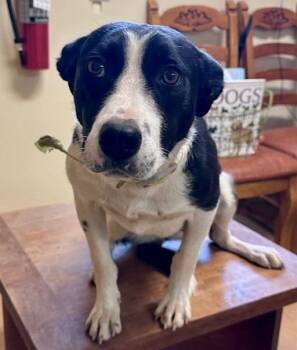 Jill -  Border Collie Dog for Adoption in Thayne, Wyoming - Jill | PetCurious