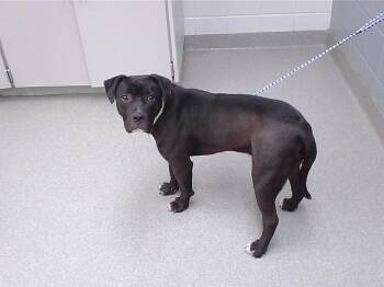 MOON -  Boxer and Mixed Breed Dog for Adoption in Omaha, Nebraska - MOON | PetCurious