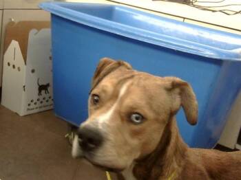 Mixed Breed Dogs Available for Adoption in Dallas, Texas - BARRY | PetCurious