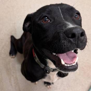 Maylen -  American Staffordshire Terrier Dog for Adoption in Lynchburg, Virginia - Maylen | PetCurious