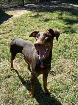 Duckie -  Doberman Pinscher Dog for Adoption in Richmond, Texas - Duckie | PetCurious