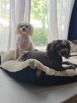 Rescue Maltipoo Dogs for Adoption - Cooper & Riley | PetCurious