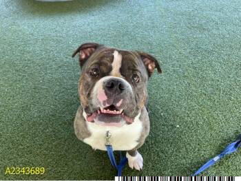 TSUMO -  Mixed Breed Dog for Adoption in West Palm Beach, Florida - TSUMO | PetCurious