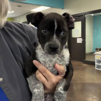 Border Collie Dogs Available for Adoption in Huntsville, Alabama - Linden | PetCurious