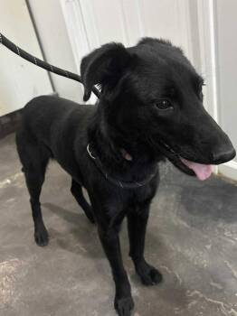 Rescue Black Labrador Retriever Dogs for Adoption in Munfordville, Kentucky - Adeline | PetCurious