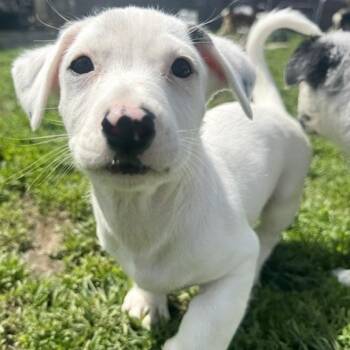 Border Collie and Australian Cattle Dog Blue Heeler Dogs Available for Adoption in Ottawa Hills, Ohio - Ichabod | PetCurious
