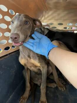 The Colonel -  Doberman Pinscher and Mixed Breed Dog for Adoption in Fresno, California - The Colonel | PetCurious