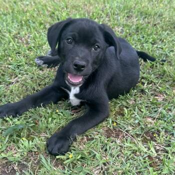 Black Labrador Retriever and Coonhound Dogs Available for Adoption in Atlanta, Texas - Paisley | PetCurious