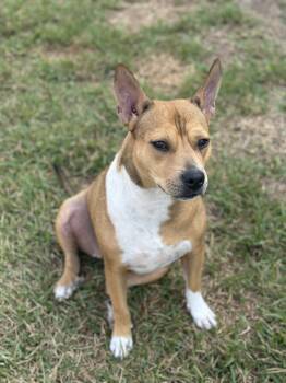 Rescue Carolina Dog and Australian Kelpie Dogs for Adoption in Houston, Texas - Fern | PetCurious