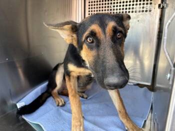 A480792 -  German Shepherd Dog Dog for Adoption in Oklahoma City, Oklahoma - A480792 | PetCurious