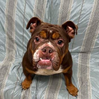 Harlem -  English Bulldog Dog for Adoption in Sunderland, Maryland - Harlem | PetCurious