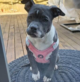 Pit Bull Terrier and Mixed Breed Dogs Available for Adoption in Detroit, Michigan - Meredith | PetCurious