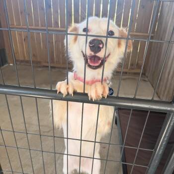 Tippy 22851 -  Border Collie and Mixed Breed Dog for Adoption in Cumming, Georgia - Tippy 22851 | PetCurious