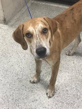 HANK -  Treeing Walker Coonhound and Mixed Breed Dog for Adoption in Conroe, Texas - HANK | PetCurious
