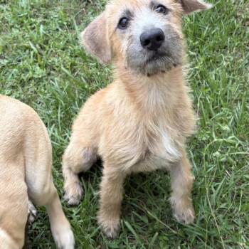 Sunny D -  Wirehaired Terrier Dog Available for Adoption in Lorida, Florida - Sunny D | PetCurious