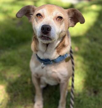 Alcatraz -  Chihuahua Dog for Adoption in Oakland, California - Alcatraz | PetCurious