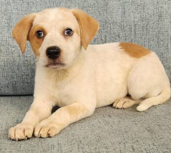 Kyanite -  Australian Shepherd Dog for Adoption in Cottonwood, Arizona - Kyanite | PetCurious