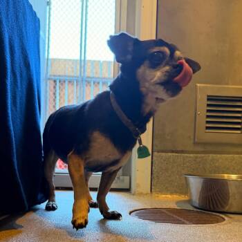 Lola -  Chihuahua Dog for Adoption in Port Angeles, Washington - Lola | PetCurious