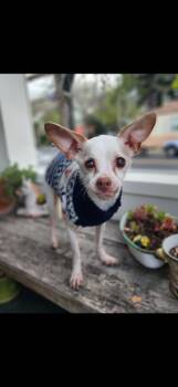 Chihuahua Dogs Available for Adoption - Bruiser  | PetCurious