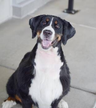 Mia -  Bernese Mountain Dog Dog for Adoption in Pontiac, Michigan - Mia | PetCurious