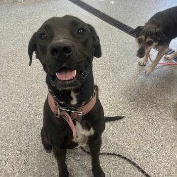 Lilo -  Labrador Retriever Dog for Adoption in Spring Hill, Kansas - Lilo | PetCurious