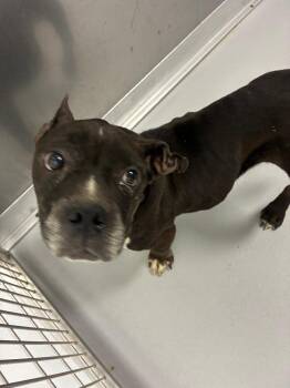 Odessa -  Mixed Breed Dog for Adoption in Oxford, North Carolina - Odessa | PetCurious