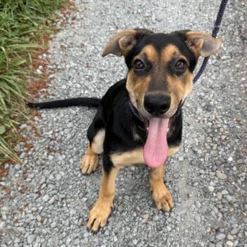 piper -  Shepherd and Mixed Breed Dog for Adoption in Bellingham, Washington - Piper | PetCurious