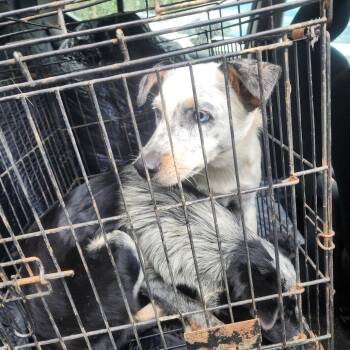 Jangles -  Cattle Dog and Mixed Breed Dog for Adoption in Evensville, Tennessee - Jangles | PetCurious