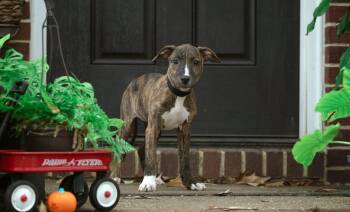 Catherine Howard -  Pit Bull Terrier Dog for Adoption in Salisbury, Maryland - Catherine Howard | PetCurious