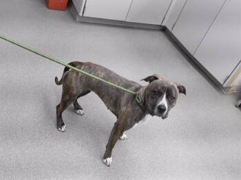 NALA -  Boxer and Mixed Breed Dog for Adoption in Omaha, Nebraska - NALA | PetCurious