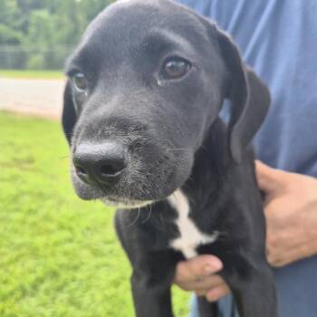 Oreo -  Mixed Breed Dog for Adoption in Corinth, Mississippi - Oreo | PetCurious