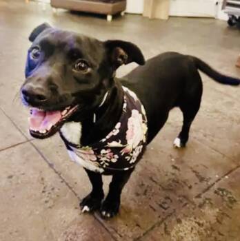 Oreo -  Dachshund and Chihuahua Dog for Adoption in Torrance, California - Oreo | PetCurious