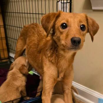 Mixed Breed Dogs Available for Adoption in Myrtle Beach, South Carolina - Saffron | PetCurious