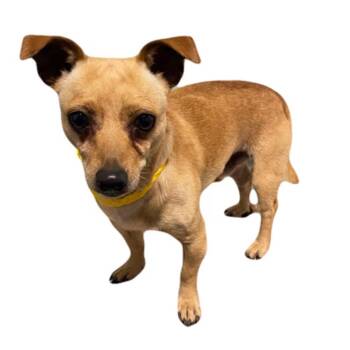 Hamlet -  Chihuahua Dog for Adoption in Red Bluff, California - Hamlet | PetCurious