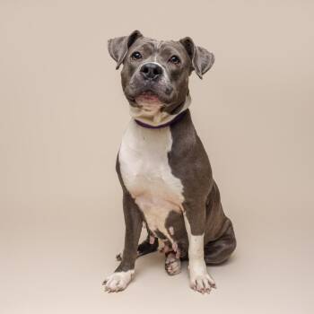 Mixed Breed Dogs Available for Adoption - Tribeca | PetCurious