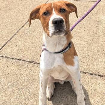 Hound Dogs Available for Adoption in Buffalo, New York - Towns | PetCurious