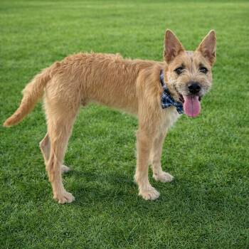 Terrier Dogs Available for Adoption in Binghamton, New York - Omega | PetCurious