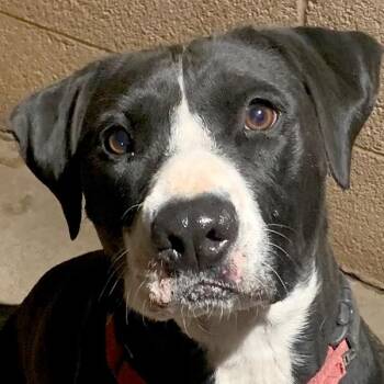 Shelby -  American Staffordshire Terrier Dog for Adoption in Phoenix, Arizona - Shelby | PetCurious