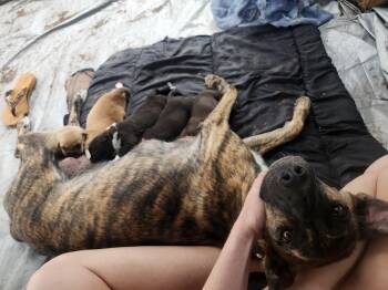 Rescue Cattle Dog Dogs for Adoption in Chinle, Arizona - Pickles | PetCurious