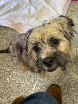 Miss Sunshine -  Lhasa Apso and Mixed Breed Dog for Adoption in Auburn, Indiana - Miss Sunshine | PetCurious