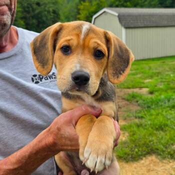 CT Benji -  Australian Shepherd and Mountain Cur Dog for Adoption in Stormville, New York - CT Benji | PetCurious