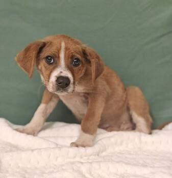Hound Dogs Available for Adoption in West Palm Beach, Florida - Annie | PetCurious