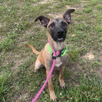 Tin -  Belgian Shepherd Malinois and Mixed Breed Dog for Adoption in Bentonville, Arkansas - Tin | PetCurious