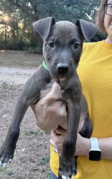 Moss -  Labrador Retriever Dog for Adoption in Manchester, Connecticut - Moss | PetCurious