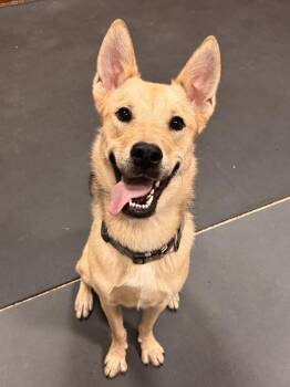 Shepherd Dogs Available for Adoption in Chandler, Arizona - TAKA | PetCurious