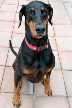 Rescue Doberman Pinscher Dogs for Adoption in Oakland Park, Florida - Ace 3248 | PetCurious