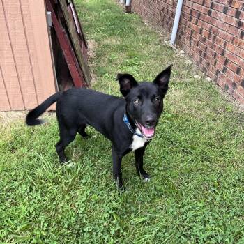 Bravo -  Husky and Cattle Dog Dog for Adoption in West Jefferson, Ohio - Bravo | PetCurious