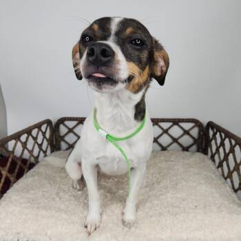 Sophie -  Jack Russell Terrier Dog for Adoption in Fort Wayne, Indiana - Sophie | PetCurious