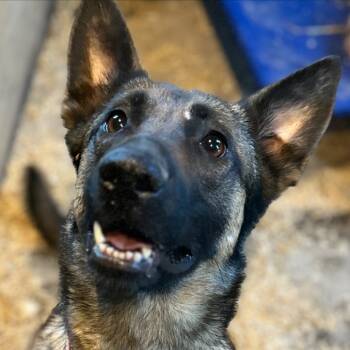 Rescue German Shepherd Dog Dogs for Adoption in Van Horne, Iowa - Roo | PetCurious