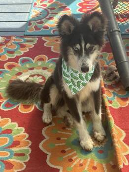 DEXTER -  Husky Dog for Adoption in Holbrook, New York - DEXTER | PetCurious